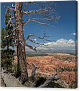Bryce Canyon - Dead Tree Canvas Print