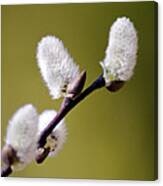 Budding Pussy Willow Canvas Print