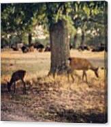 Buffalo And White Tale Deer #nature Canvas Print
