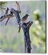 Building Her Nest Canvas Print