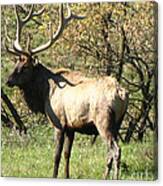 Bull Elk Canvas Print