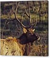 Bull Elk Up Close Canvas Print