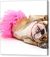 Bulldog In Costume Canvas Print