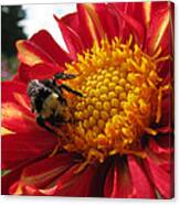 Bumblebee Dahlia 1 Canvas Print