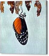 Buterfly Hatching 1 Canvas Print