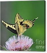 Butterflies Are Free Canvas Print