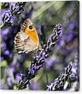 Butterfly 06 Canvas Print