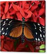 Butterfly 1 Canvas Print