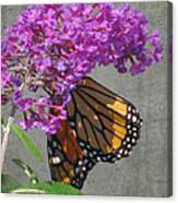 Butterfly Collection Art Canvas Print
