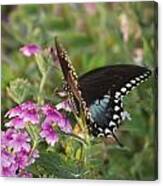 Butterfly Canvas Print