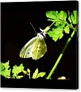 #butterfly #igers #ipics #insect Canvas Print