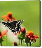 Butterfly In Flight Canvas Print