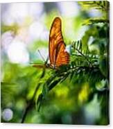 Butterfly Light Canvas Print