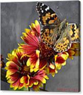 Butterfly On A Gaillardia Canvas Print