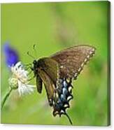 Butterfly On Flower Canvas Print