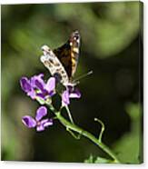 Butterfly On Phlox Bloom Canvas Print