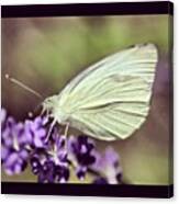 Butterfly Plant #longisland #flowers Canvas Print