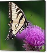Butterfly Thistle 1 Canvas Print