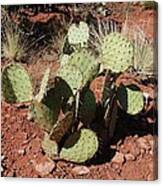 Cactus Canvas Print