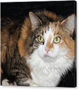 Calico Cat Canvas Print