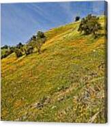 California Mountain Poppies Canvas Print