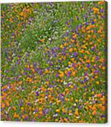 California Poppy And Desert Bluebell Canvas Print
