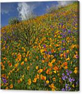 California Poppy And Desert Bluebells Canvas Print