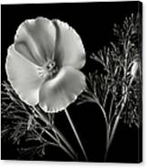 California Poppy In Black And White Canvas Print