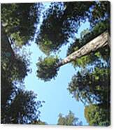 California Redwood Trees Fine Art Prints Forest Canvas Print