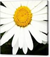 #camomile #flower #floral #flowerlover Canvas Print