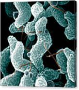Campylobacter Bacteria Canvas Print