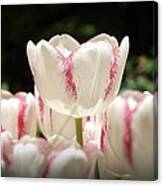 Candy Cane Tulips Canvas Print