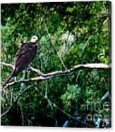 Canyon Lake Osprey Canvas Print