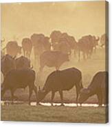 Cape Buffalo Syncerus Caffer Herd Canvas Print