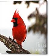 Cardinal In Hawaii Canvas Print