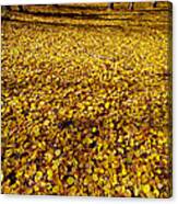 Carpet Of Aspen Leaves Canvas Print