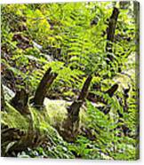 Carpet Of Ferns Canvas Print