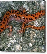 Cave Salamander Canvas Print