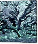 Charleston's Angel Oak Tree Ir Canvas Print