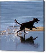 Chasing Reflections Canvas Print