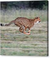 Cheetah Acinonyx Jubatus Running Canvas Print