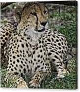 Cheetah Alert Canvas Print