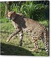 Cheetah Looking Canvas Print