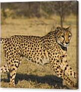 Cheetah Running Cheetah Conservation Canvas Print
