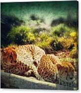 Cheetas Resting.... Canvas Print