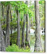 Cheniere Lake Cypress Trees Canvas Print