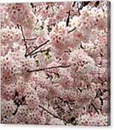 Cherry Blossom Cloud Canvas Print