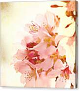 Cherry Blossom Canvas Print