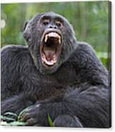 Chimpanzee Male Yawning Western Uganda Canvas Print