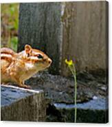 Chipmunk With Flower Canvas Print